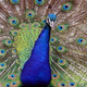 Image for article titled What human traits were evolved only for sexual attractiveness?